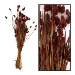 Droogbloem Manerba bruin, 76x14,5x7 cm